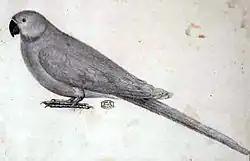 Jossignyho kresba. Papoušek sedí nalevo, bílé pozadí