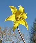 Erythronium americanum