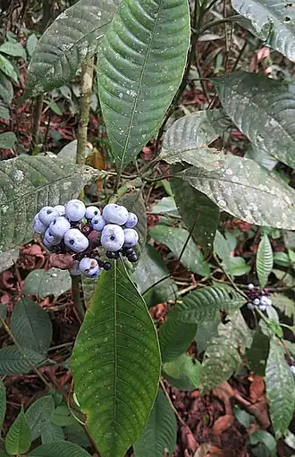 alternativní popis obrázku chybí