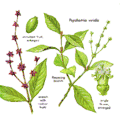 Psychotria viridis
