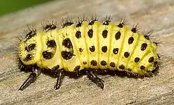 Larva slunéčka (Psyllobora vigintiduopunctata)