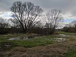 Vrby na Josefovských loukách