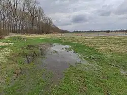 Mokřina a stromořadí u Nové Metuje