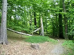 Les na jižním úpatí Ptačího vrchu