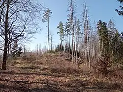 Vrchol Ptačího vrchu