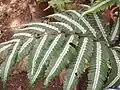 Pteris argyraea