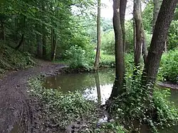 Říčka poblíž obce Ptice