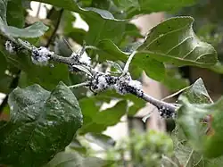 alternativní popis obrázku chybí