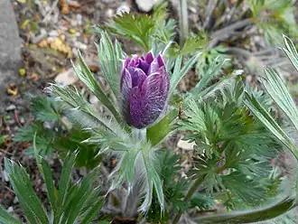 popis obrázku chybí