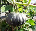 Napadená dýně.