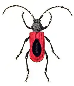 tesařík broskvoňový