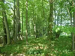 Přírodní památka Pusté nivy