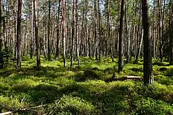 Rašeliniště Pustý rybník