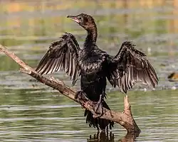Kormorán malý (Phalacrocorax pygmeus)