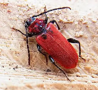 alternativní popis obrázku chybí