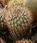 Eriosyce (Pyrrhocactus) umadeave z Argentiny je velmi hustě otrněný.
