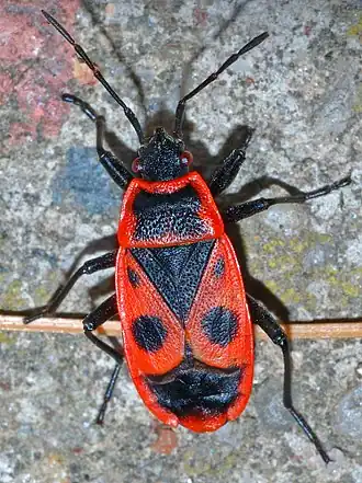 alternativní popis obrázku chybí