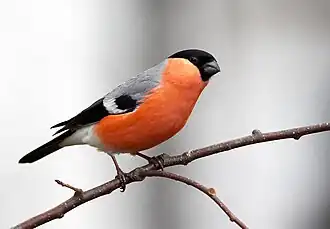 alternativní popis obrázku chybí