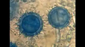 alternativní popis obrázku chybí