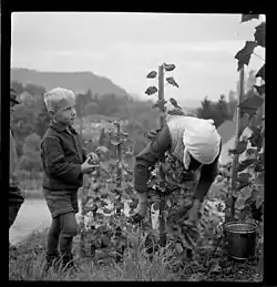 Rebfrau und Knabe bei Spitaltrotte Ennetbaden, 1941