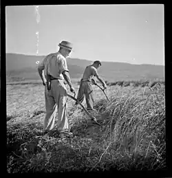 Getreideernte bei Otelfingen, 1942