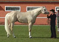 Quarter Horse se zbarvením palomino