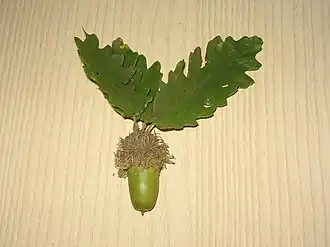 alternativní popis obrázku chybí