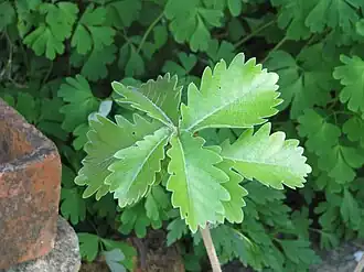 alternativní popis obrázku chybí