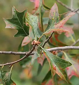 alternativní popis obrázku chybí