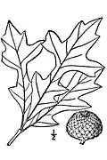Nákres listů a plodů dubu lyrovitého