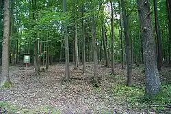 Dubové stromy v rezervaci