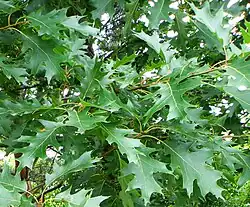 alternativní popis obrázku chybí