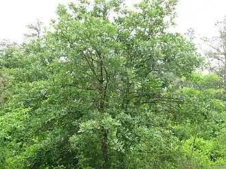 alternativní popis obrázku chybí