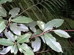 alternativní popis obrázku chybí