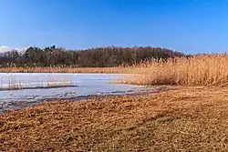 Rákosiny u rybníka Matka