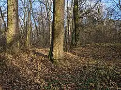 Rýžovnické sejpy v Bažantnici u Pracejovic (2).jpg