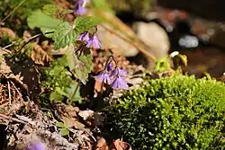 Dřípatky v Růždí