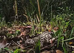 Levhart Diardův se válí na zemi před fotopastí, částečně je zakryt travou