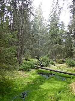 Rašeliniště Skřítek