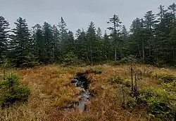 Centrální rašelinné jezírko v přírodní památce