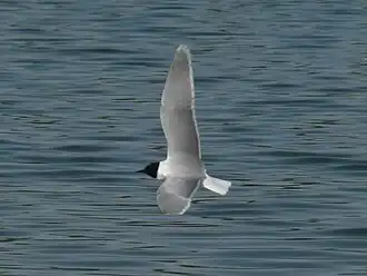 alternativní popis obrázku chybí