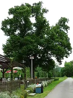 lípa v červnu 2012