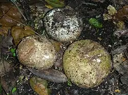 Hvězdovka Geastrum fuscogleba s nepukající plodnicí