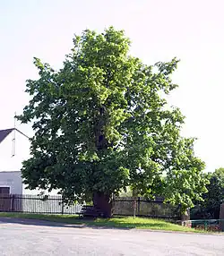 Pohled od rybníka (červen 2005)