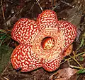Rafflesia pricei