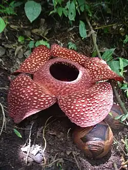 Rafflesia arnoldi