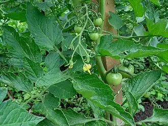 alternativní popis obrázku chybí