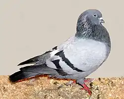 Rakovnický kotrlák modrý pruhový