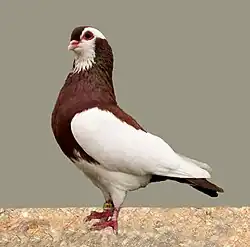 Rakovnický kotrlák červený sedlatý