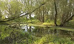 Přírodní památka Rameno Moravy